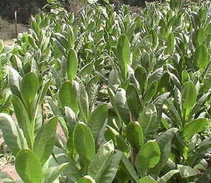 Turkish Izmir Tobacco Plant